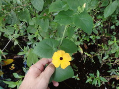 Thunbergia alata image