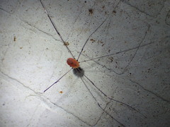 Pseudogagrella splendens