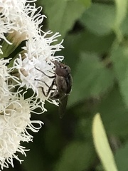 Copestylum chalybescens