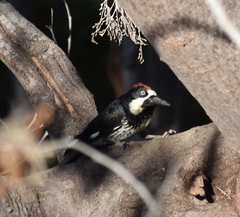 Melanerpes formicivorus