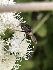 Copestylum chalybescens