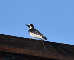 Melanerpes formicivorus