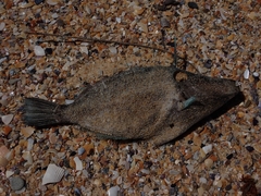 Meuschenia freycineti