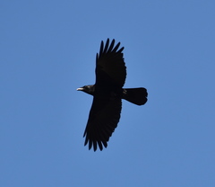 Corvus brachyrhynchos