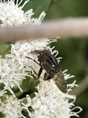 Copestylum chalybescens