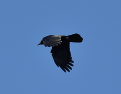 Corvus brachyrhynchos