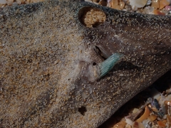 Meuschenia freycineti