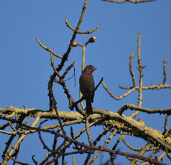 Haemorhous mexicanus