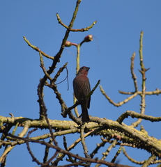 Haemorhous mexicanus
