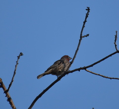 Haemorhous mexicanus