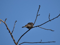 Haemorhous mexicanus