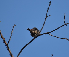 Haemorhous mexicanus