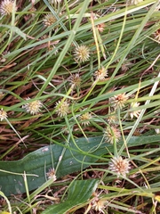 Cyperus brevifolioides