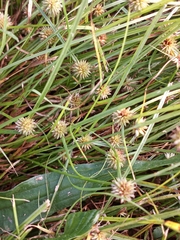Cyperus brevifolioides
