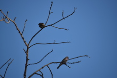 Haemorhous mexicanus