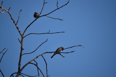 Haemorhous mexicanus