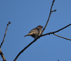 Haemorhous mexicanus