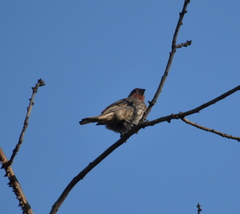 Haemorhous mexicanus