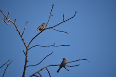 Haemorhous mexicanus