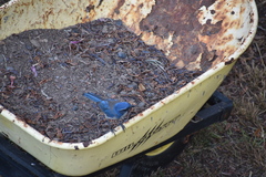 Aphelocoma californica