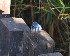 Aphelocoma californica