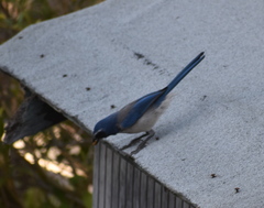 Aphelocoma californica