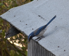 Aphelocoma californica