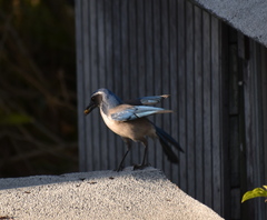 Aphelocoma californica