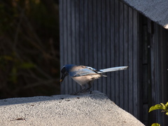 Aphelocoma californica
