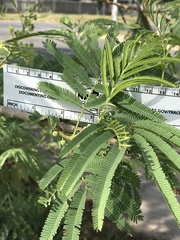 Leucaena pulverulenta