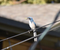 Aphelocoma californica