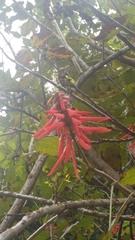 Erythrina rubrinervia