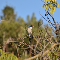 Aphelocoma californica
