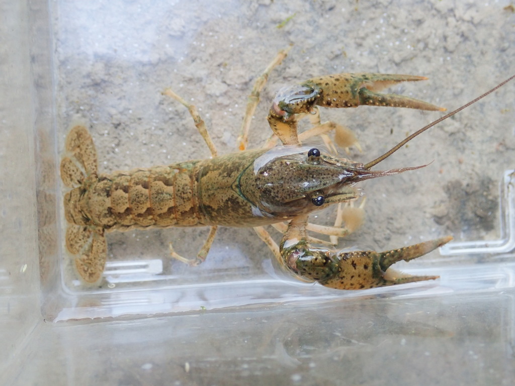 Calico Crayfish