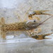 Calico Crayfish - Photo (c) Daniel Folds, some rights reserved (CC BY-NC), uploaded by Daniel Folds