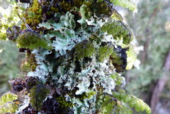 Pseudocyphellaria glabra