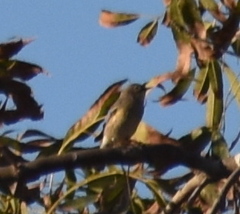 Setophaga coronata
