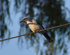 Aphelocoma californica