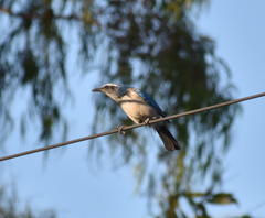 Aphelocoma californica