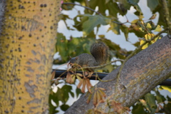 Sciurus niger