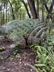 Cibotium glaucum