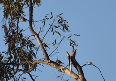 Haemorhous mexicanus