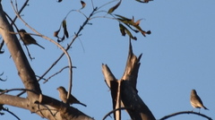 Haemorhous mexicanus