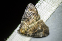 Dysbatus singularis