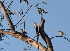 Haemorhous mexicanus