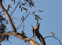 Haemorhous mexicanus