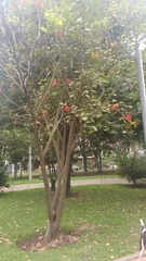 Erythrina rubrinervia