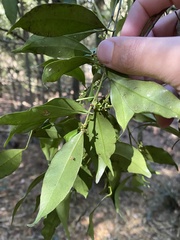 Cryptocarya meisneriana