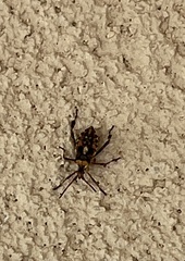 Leptoglossus clypealis