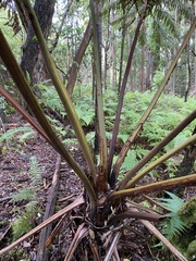 Cibotium glaucum